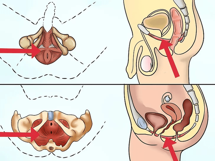 Le muscle pubococcygien, qui doit être tendu lors de la réalisation du complexe de Kegel